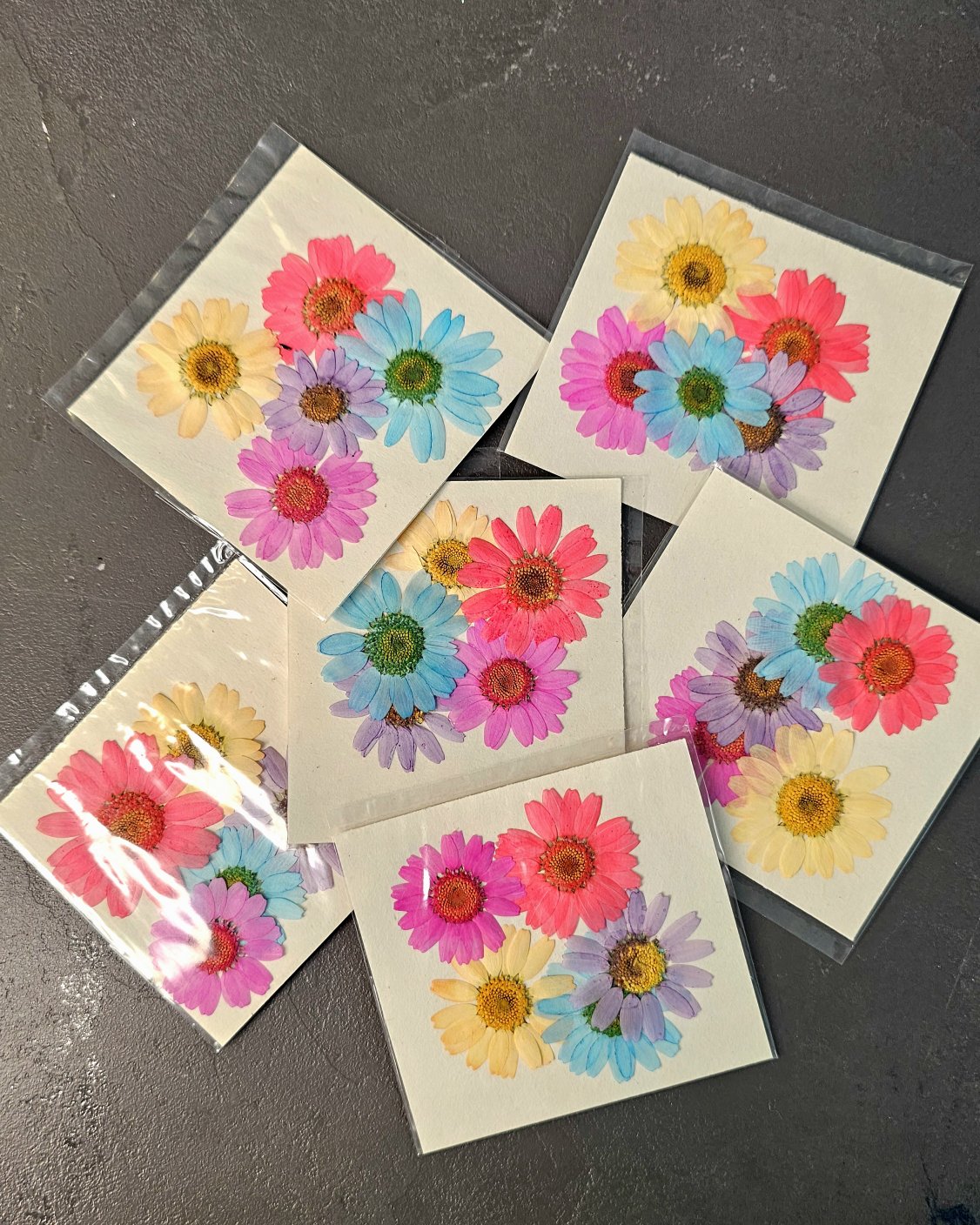 گل بابونه رنگی