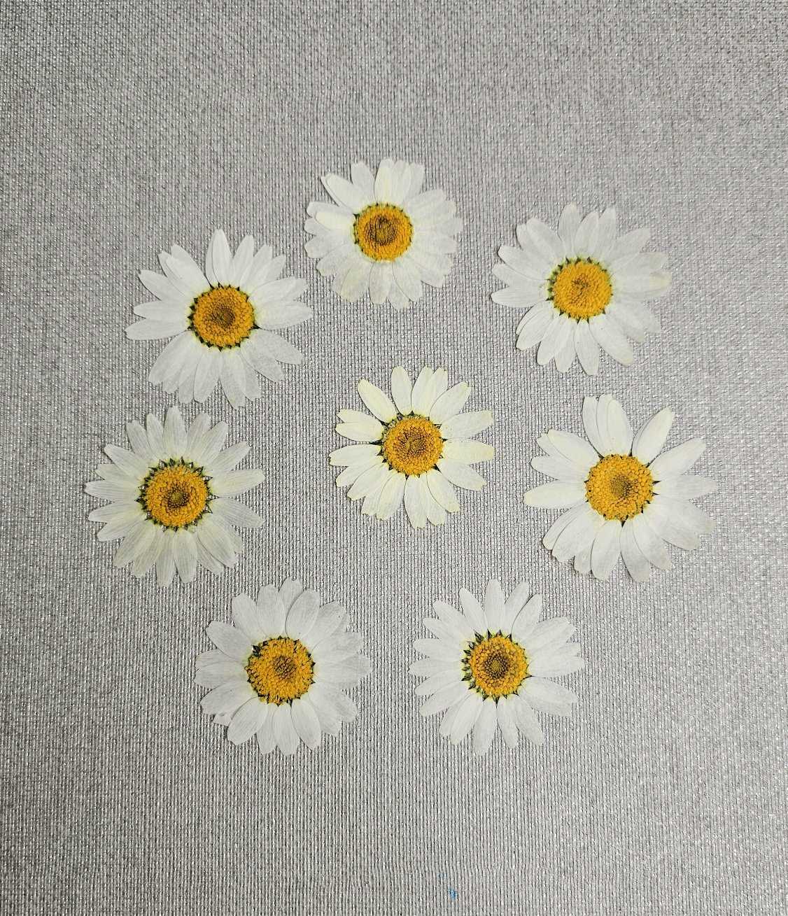 بابونه پرسی وارداتی( سایز درشت)