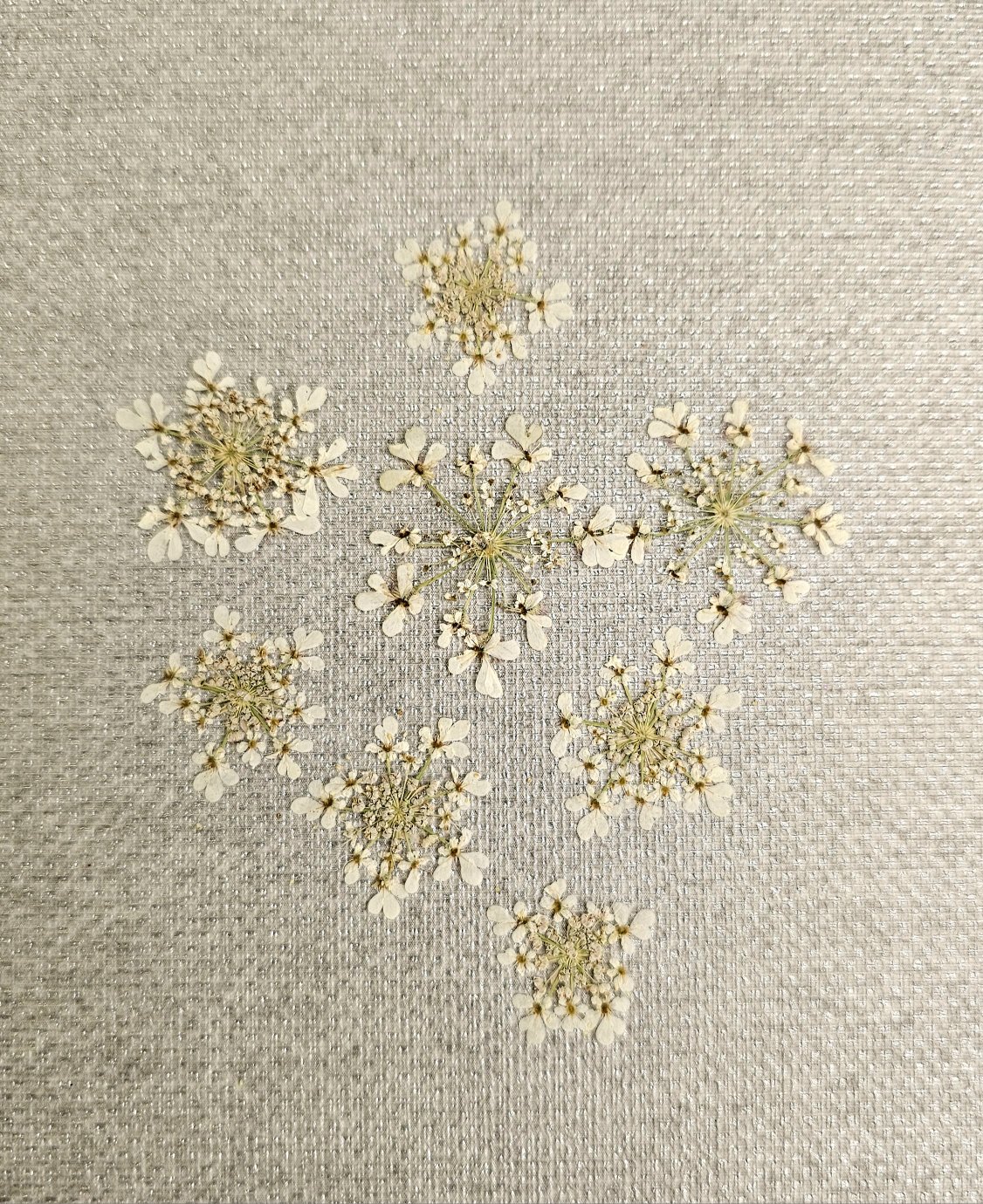 شوکران سفید 