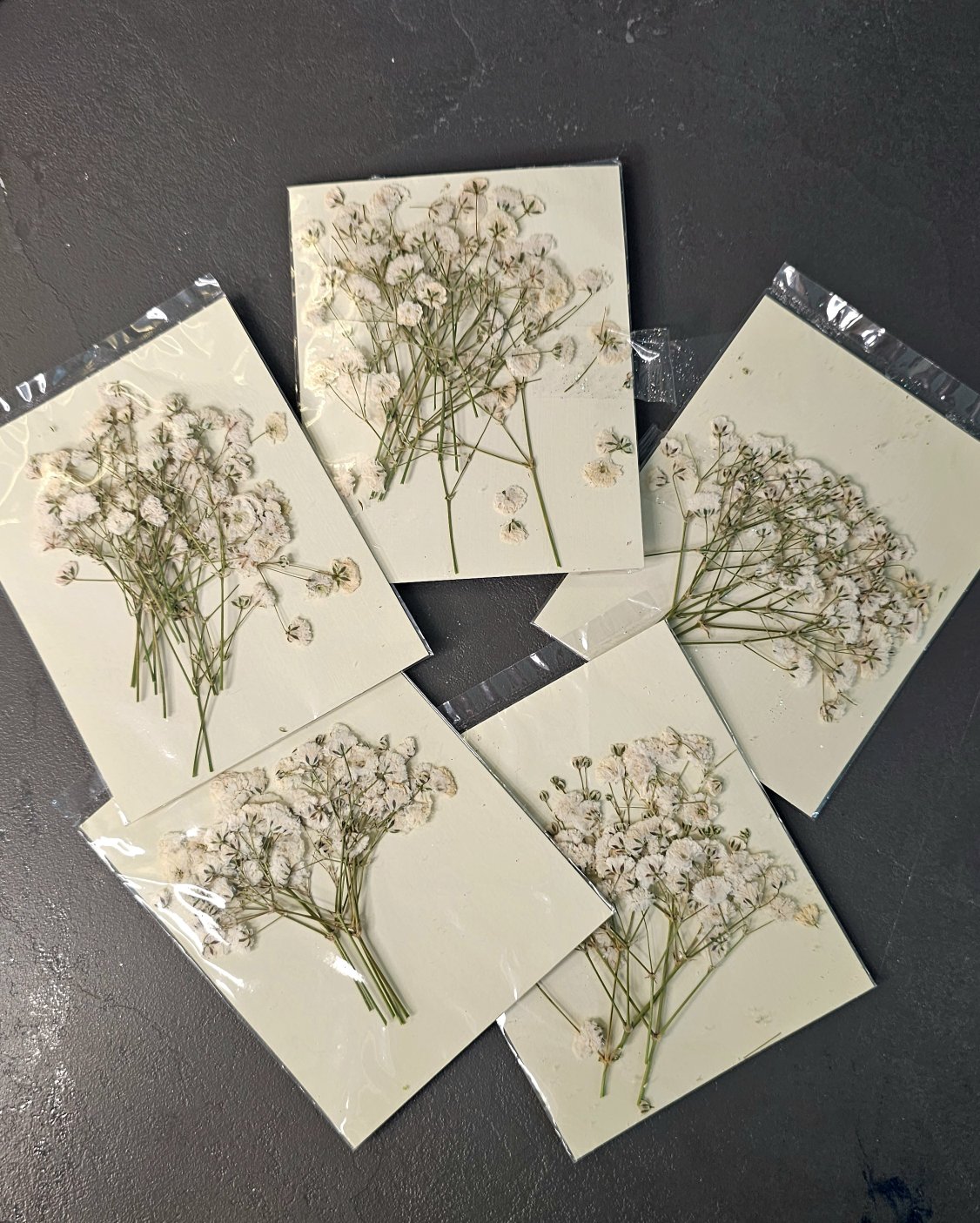 گل عروس سفید 